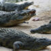 Crocodiles gather close to the edge of water during feeding time at the Dubai Crocodile Park in Dubai, United Arab Emirates, May 25, 2023. Dubai Crocodile park, a 20,000 sq meters indoor and outdoor facility, home to 250 Nile crocodiles from South Africa and Tunisia, introducing visitors to the world of crocs. REUTERS/Rula Rouhana