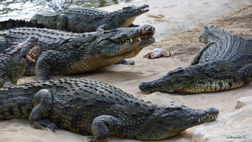 من هى المرأة إلى قتلت تمساح وكرمها ملك بريطانيا اليوم ؟ 1 Crocodiles gather close to the edge of water during feeding time at the Dubai Crocodile Park in Dubai, United Arab Emirates, May 25, 2023. Dubai Crocodile park, a 20,000 sq meters indoor and outdoor facility, home to 250 Nile crocodiles from South Africa and Tunisia, introducing visitors to the world of crocs. REUTERS/Rula Rouhana