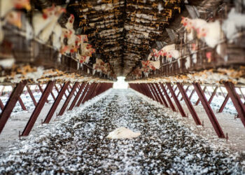 Chickens sit in cages at a farm, as Argentina's government adopts new measures to prevent the spread of bird flu and limit potential damage to exports as cases rise in the region, in Buenos Aires, Argentina February 22, 2023. REUTERS/Mariana Nedelcu       TPX IMAGES OF THE DAY