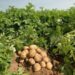 وكالة بلومبرج : محصول البطاطس المصرية لم يعد منافس قوى فى العالم 2024