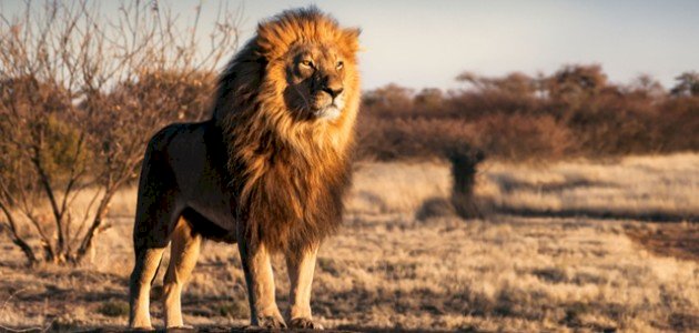 الأسد التهم رأسه.. تفاصيل مصرع حارس فى حديقة حيوان الفيوم 1 الأسد التهم رأسه.. تفاصيل مصرع حارس فى حديقة حيوان الفيوم 2025