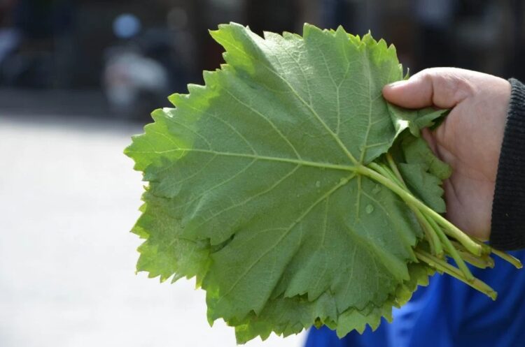 ارتفاع أسعار ورق العنب في مصر مع بداية رمضان: 120 و180 للكيلو 1 ارتفاع أسعار ورق العنب في مصر مع بداية رمضان: 120 و180 للكيلو 2025