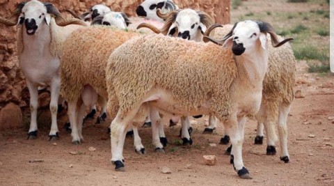 الجزائر: تبون يصدر أمر رئاسى حول ماشية عيد الأضحى 1 الجزائر: تبون يصدر أمر رئاسى حول ماشية عيد الأضحى 2025