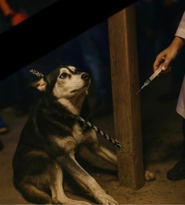 القصة الكاملة لتعذيب وقتل كلب هاسكي في طنطا: حاثة تهزت المجتمع المصري 1 القصة الكاملة لتعذيب وقتل كلب هاسكي في طنطا: حاثة تهزت المجتمع المصري 2025