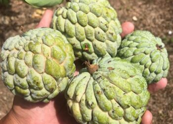 الصادرات المصرية إلى لبنان تقفز 43.8% في 2024 وتراجع طفيف للواردات اللبنانية 2025