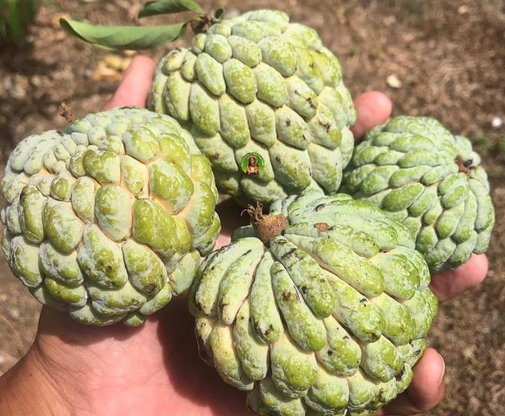 الصادرات المصرية إلى لبنان تقفز 43.8% في 2024 وتراجع طفيف للواردات اللبنانية 1 الصادرات المصرية إلى لبنان تقفز 43.8% في 2024 وتراجع طفيف للواردات اللبنانية 2025