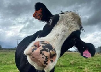 استيراد الأبقار وتصدير الأزمة: قراءة نقدية لمبادرة السيسي 2025