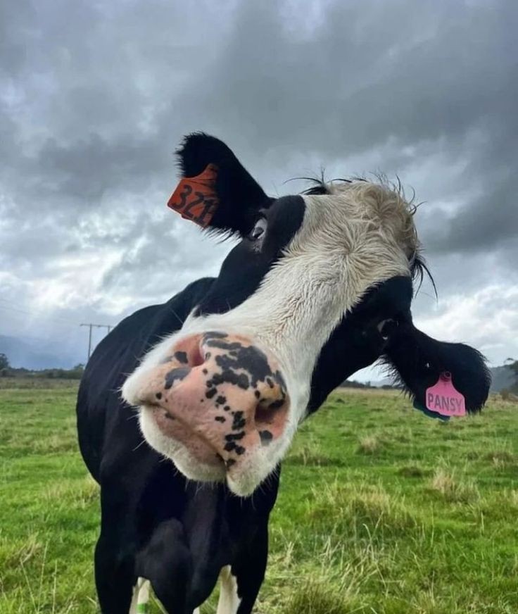 استيراد الأبقار وتصدير الأزمة: قراءة نقدية لمبادرة السيسي 1 استيراد الأبقار وتصدير الأزمة: قراءة نقدية لمبادرة السيسي 2025