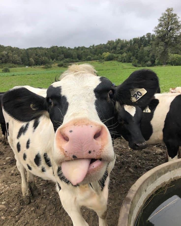 استيراد الأبقار وتصدير الأزمة: قراءة نقدية لمبادرة السيسي 5 استيراد الأبقار وتصدير الأزمة: قراءة نقدية لمبادرة السيسي 2025