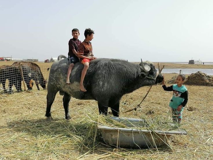 استيراد الأبقار وتصدير الأزمة: قراءة نقدية لمبادرة السيسي 7 استيراد الأبقار وتصدير الأزمة: قراءة نقدية لمبادرة السيسي 2025