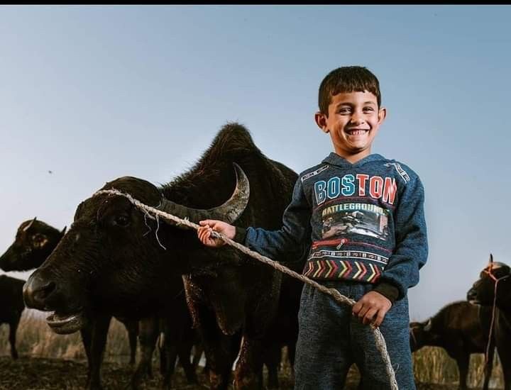 استيراد الأبقار وتصدير الأزمة: قراءة نقدية لمبادرة السيسي 6 استيراد الأبقار وتصدير الأزمة: قراءة نقدية لمبادرة السيسي 2025