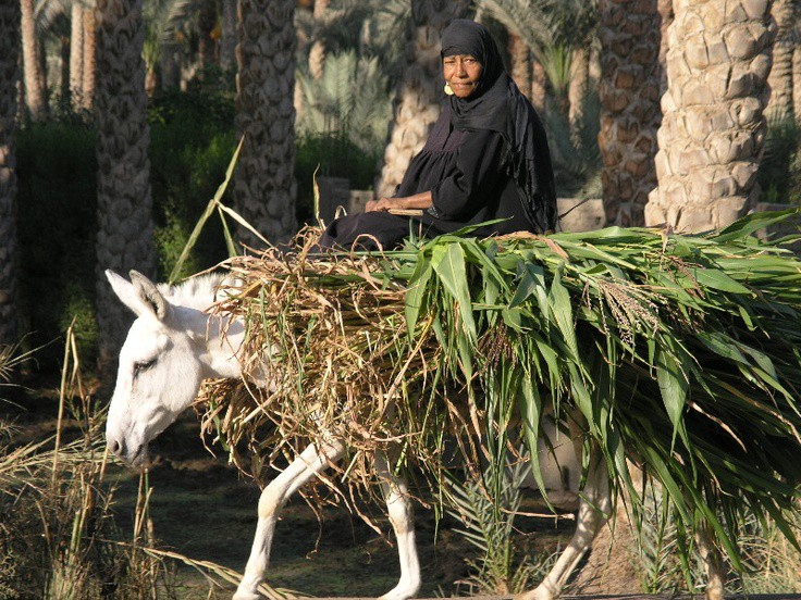 استيراد الأبقار وتصدير الأزمة: قراءة نقدية لمبادرة السيسي 9 استيراد الأبقار وتصدير الأزمة: قراءة نقدية لمبادرة السيسي 2025