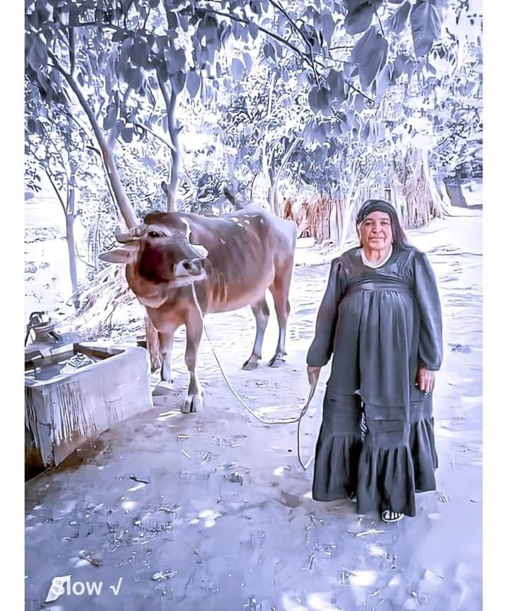 استيراد الأبقار وتصدير الأزمة: قراءة نقدية لمبادرة السيسي 11 استيراد الأبقار وتصدير الأزمة: قراءة نقدية لمبادرة السيسي 2025