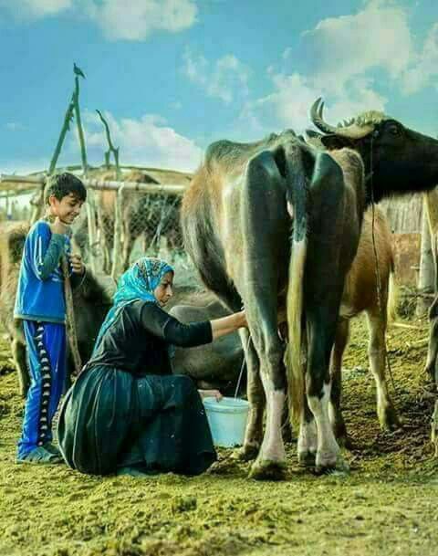 استيراد الأبقار وتصدير الأزمة: قراءة نقدية لمبادرة السيسي 8 استيراد الأبقار وتصدير الأزمة: قراءة نقدية لمبادرة السيسي 2025