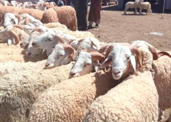 "عيد الأضحي فى مصر ... مافيا تجّار الماشية تُهدّد بوقف الإمدادات إذا لم تُرفع الأسعار 20%" 2025