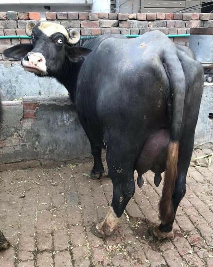 استيراد الأبقار وتصدير الأزمة: قراءة نقدية لمبادرة السيسي 2 استيراد الأبقار وتصدير الأزمة: قراءة نقدية لمبادرة السيسي 2025