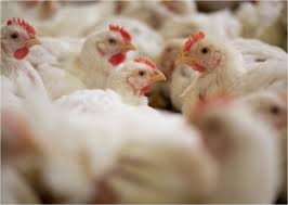 إنفلونزا الطيور في البرازيل تهدد صادرات بقيمة 4 مليارات دولار وترفع أسعار الدجاج عالميًا 1 إنفلونزا الطيور في البرازيل تهدد صادرات بقيمة 4 مليارات دولار وترفع أسعار الدجاج عالميًا 2025