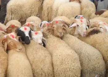 ارتفاع أسعار الأضاحي في الأردن 2025: المواطن يعاني والتاجر يشتكي 2025