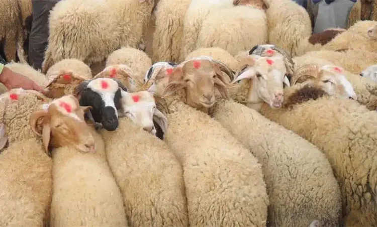 ارتفاع أسعار الأضاحي في الأردن 2025: المواطن يعاني والتاجر يشتكي 2025