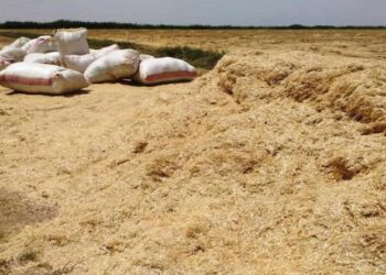 ارتفاع أسعار التبن: أزمة علف قد تهدد بغلاء اللحوم والألبان 2025