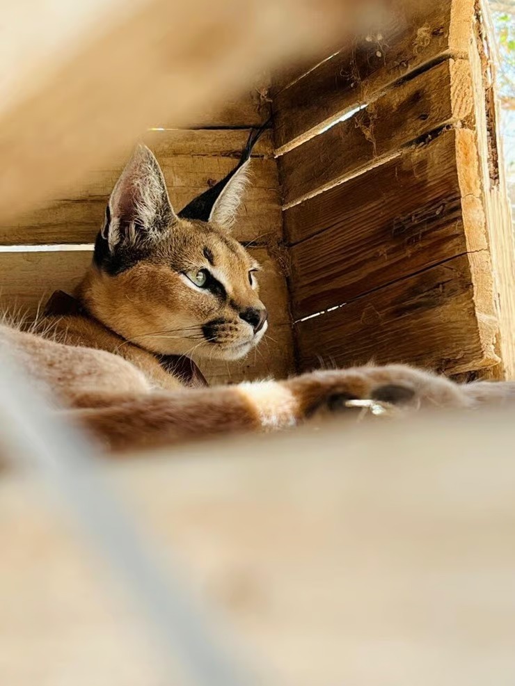 إسرائيل تستعد لإطلاق سراح "الوشق المصري" بعد زرع أجهزة تتبع 1 إسرائيل تستعد لإطلاق سراح "الوشق المصري" بعد زرع أجهزة تتبع 2025