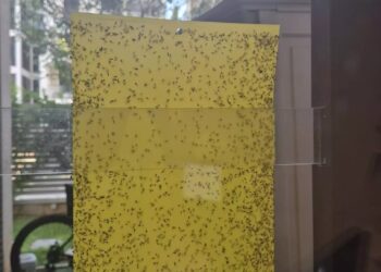 وباء موسى؟ الذباب المصري يثير الهلع في إسرائيل 2025