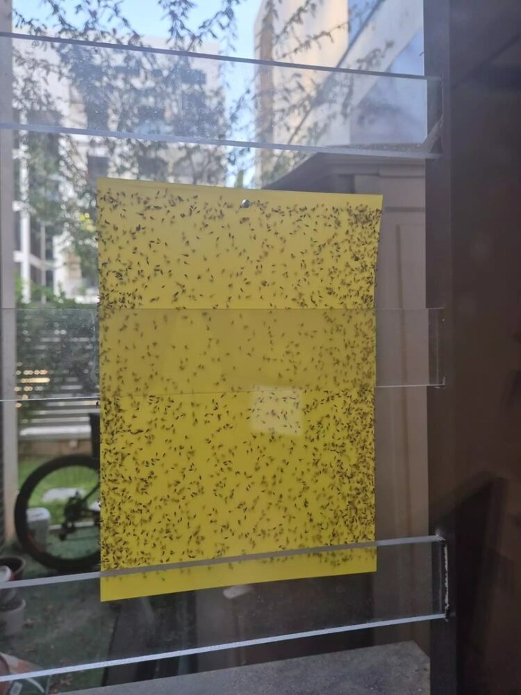 وباء موسى؟ الذباب المصري يثير الهلع في إسرائيل 1 وباء موسى؟ الذباب المصري يثير الهلع في إسرائيل 2025