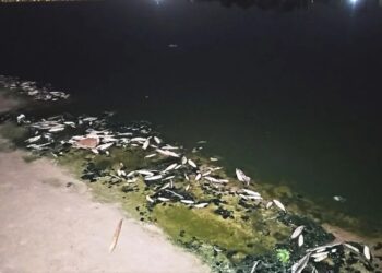 المغرب: تدفق غير مسبوق للأسماك نحو شاطئ شفشاون يثير الجدل والتساؤلات "فيديو" 2026