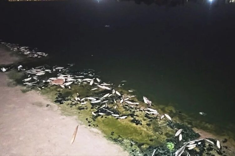 المغرب: تدفق غير مسبوق للأسماك نحو شاطئ شفشاون يثير الجدل والتساؤلات "فيديو" 2026