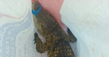 اول صورة لتمساح الاسكندرية الذي عثر عليه بشاطئ العجمى 1 اول صورة لتمساح الاسكندرية الذي عثر عليه بشاطئ العجمى 2025