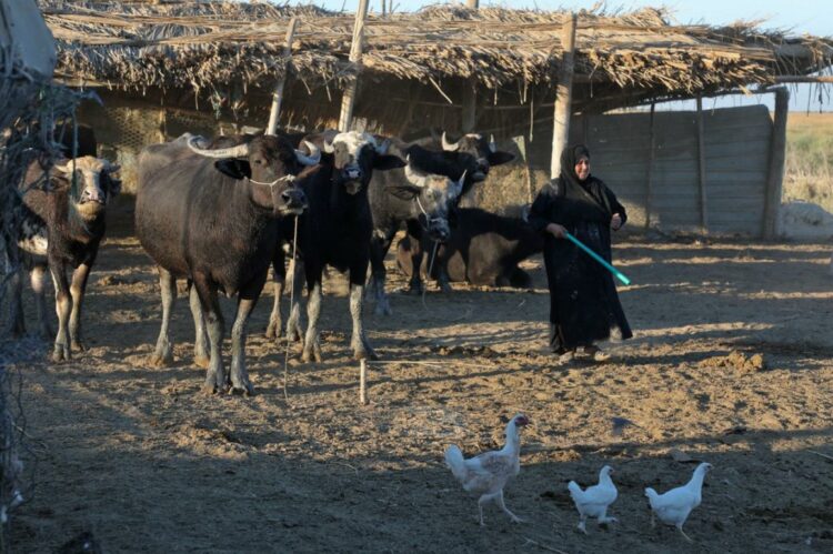 "من الحظائر إلى المستشفيات… رعب الحمى النزفية يحاصر العراقيين" 2026