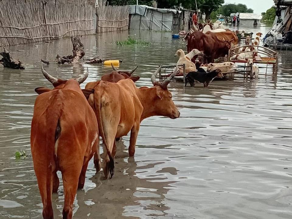 فنجاك تغرق بعد ترسين: كارثة إنسانية جديدة تضرب جنوب السودان 2025