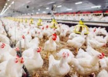 أسعار الدواجن اليوم 2 سبتمبر فى مصر …"انخفاض الفراخ… ولكن ماذا ينتظر المستهلكون نهاية الموسم؟" 2025