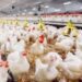 أسعار الدواجن اليوم 2 سبتمبر فى مصر …"انخفاض الفراخ… ولكن ماذا ينتظر المستهلكون نهاية الموسم؟" 2026