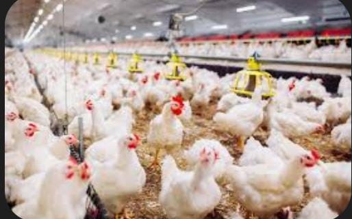 أسعار الدواجن اليوم 2 سبتمبر فى مصر …"انخفاض الفراخ… ولكن ماذا ينتظر المستهلكون نهاية الموسم؟" 1 أسعار الدواجن اليوم 2 سبتمبر فى مصر …"انخفاض الفراخ… ولكن ماذا ينتظر المستهلكون نهاية الموسم؟" 2025