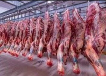 "السوق المصرى على صفيح ساخن: لحوم بلدي تسجل أقل سعر منذ شهور واستعدادات لموجة عيد جديدة" 2025