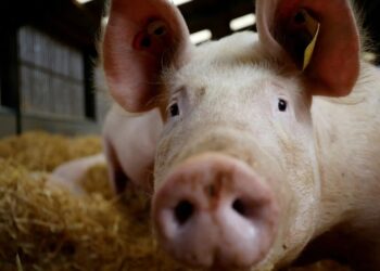 لحم الخنزير يشعل صراع تجاري بين الصين والاتحاد الأوروبي 2025