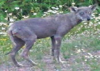 السلعوة تظهر فى اليونان .. حالة طوارئ بعد العثور على حيوان هجين بين الذئب والكلب ظهر فى الشوارع 2025