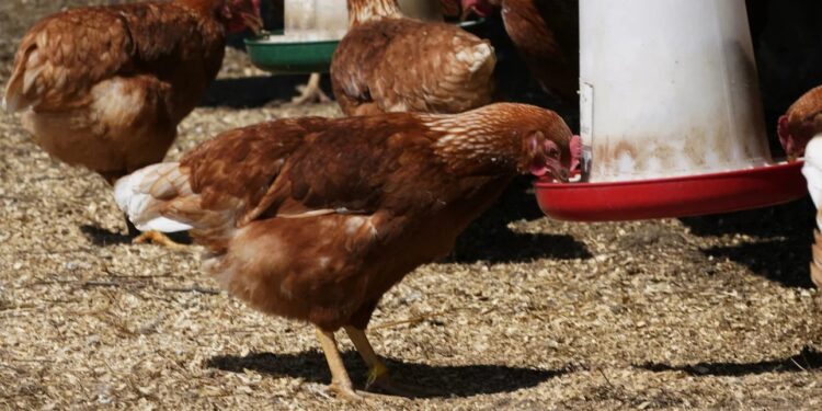 فرنسا ترفع مستوى التأهب لإنفلونزا الطيور إلى "مرتفع" وسط تفش في مزارع الدواجن 2026