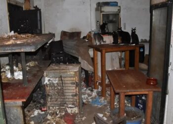 رقم قياسي في اليونان: تغريم رجل 1.7 مليون يورو لإساءته معاملة 58 قطة في بحر إيجه 2025