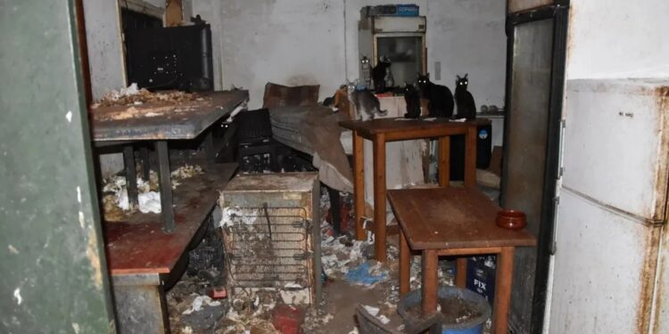 رقم قياسي في اليونان: تغريم رجل 1.7 مليون يورو لإساءته معاملة 58 قطة في بحر إيجه 2025