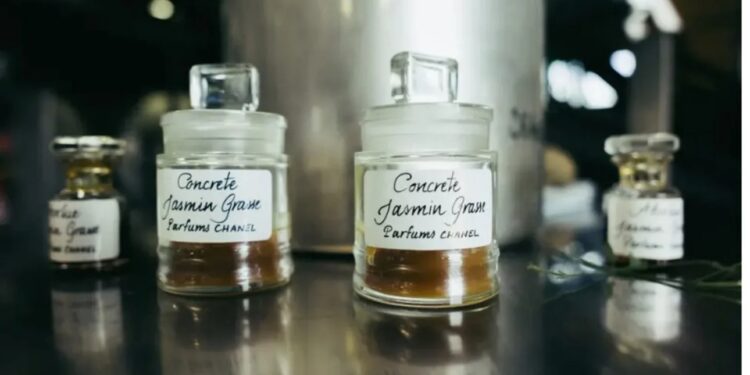 الرجل الذي "يزرع" العطر الأكثر شهرة في العالم - من أين يأتي الياسمين في شانيل رقم 5؟ 1 الرجل الذي "يزرع" العطر الأكثر شهرة في العالم - من أين يأتي الياسمين في شانيل رقم 5؟ 2025