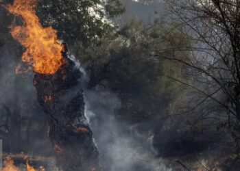 إيران تطلب دعما تركيا عاجلًا لإخماد حريق غابات مازندران بعد 20 يوما من الاشتعال 2025