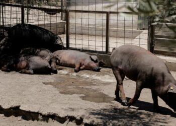 إنفلونزا الخنازير الإفريقية تضرب إسبانيا بعد ٣٠ عاماً وتوقف صادرات لحوم الخنازير للسوق العالمى 2025