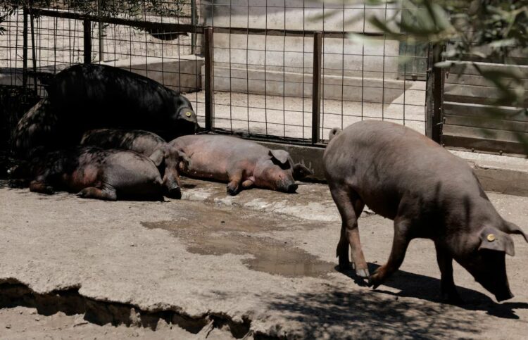 إنفلونزا الخنازير الإفريقية تضرب إسبانيا بعد ٣٠ عاماً وتوقف صادرات لحوم الخنازير للسوق العالمى 1 إنفلونزا الخنازير الإفريقية تضرب إسبانيا بعد ٣٠ عاماً وتوقف صادرات لحوم الخنازير للسوق العالمى 2025