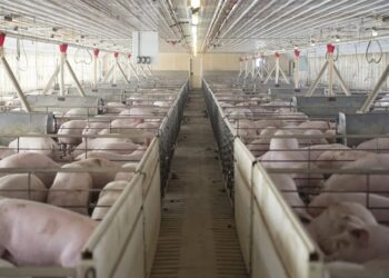 لحم الخنزير الإسباني مهدد بخسائر 160 مليون يورو تحت ضغط بريطانيا والاتحاد الأوروبي 2025