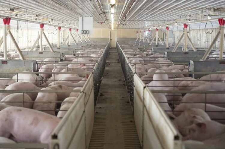 لحم الخنزير الإسباني مهدد بخسائر 160 مليون يورو تحت ضغط بريطانيا والاتحاد الأوروبي 2025