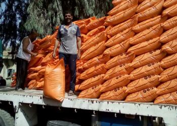 شيكارتين بدل خمس: المزارعون في مصر يصرخون بسبب نقص الأسمدة 2025