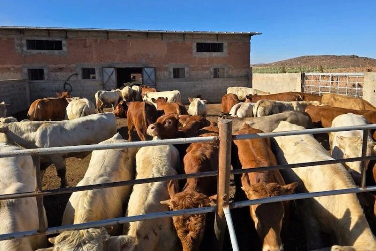 المغرب يقرر إعفاء رسوم استيراد الأبقار والجمال لمواجهة ارتفاع أسعار اللحوم 2026