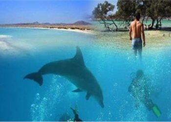 "بيت الدلافين" يحتضر.. مسؤول دولي يحذر من كارثة بيئية بمرسى علم 2025